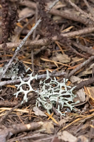 小的浅绿色苔藓落在泥土中 — 图库照片