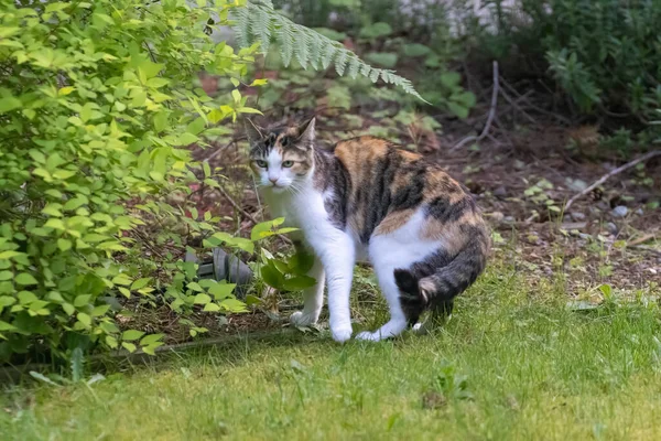 Yetişkin siyah beyaz kedi çimlerin üzerinde ürkmüş görünüyor.