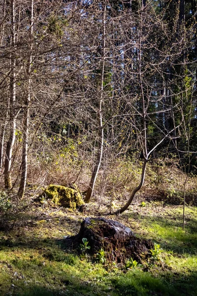 Sgombero coperto di muschio foresta all'inizio della primavera — Foto Stock