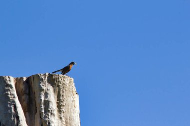 Kırmızı bülbül mavi gökyüzüne karşı kesilmiş ağaç üzerinde