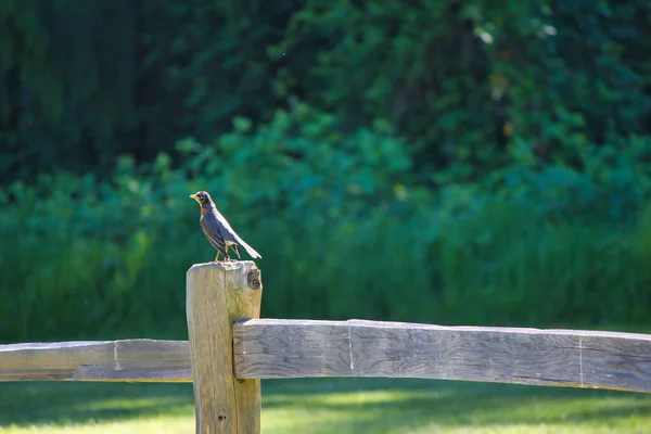 Red Robin sentado no poste de vedação na clareira da floresta — Fotografia de Stock