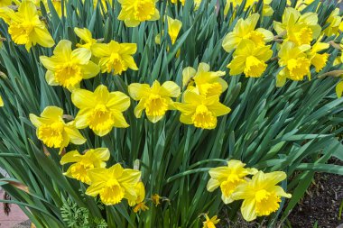 Bir çok sarı nergis tamamen çiçek açmış.