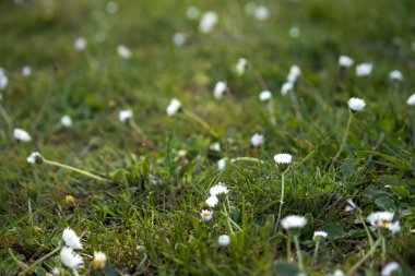 Çimenlerde büyüyen beyaz papatya çiçekleri