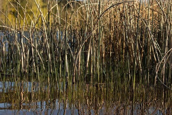 Hierba alta y juncos que crecen fuera del agua —  Fotos de Stock