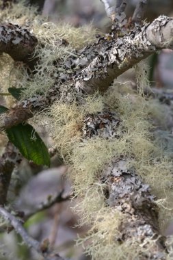 Bir ağacın dallarında yosun ve yosun yetişiyor.