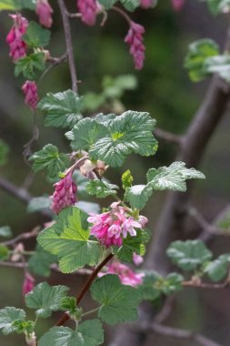 Dallardan sarkan, tamamen açan pembe çiçekler.