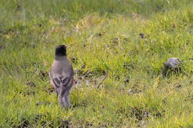Çimenlerde solucanları arayan kırmızı göğüslü bülbül.