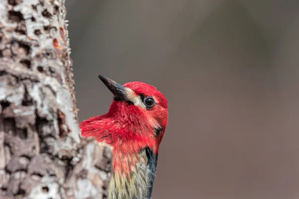 红头啄木鸟栖息在一棵树旁 — 图库照片