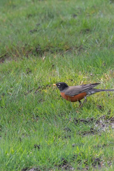 Röd bröstkorg robin i gräset letar efter maskar — Stockfoto