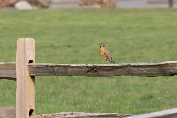 Robin peito vermelho empoleirado em uma cerca de madeira — Fotografia de Stock