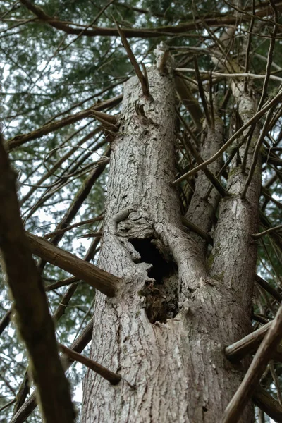 背の高い木の横にある大きな穴は — ストック写真