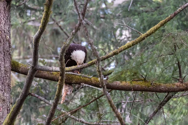 Águia careca empoleirada em um galho de árvore com um coelho recém-pego — Fotografia de Stock