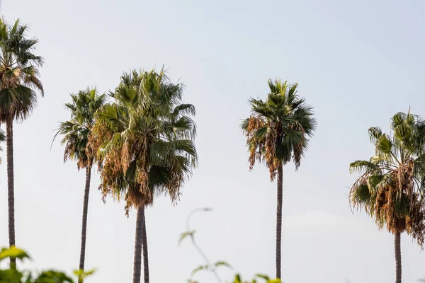 five large california palm trees against the sky