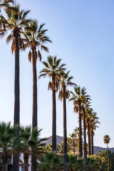 Prosta linia palm wzdłuż drogi w Kalifornii — Zdjęcie stockowe
