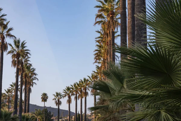 Palmy wzdłuż zakrzywionej drogi w południowej Kalifornii — Zdjęcie stockowe