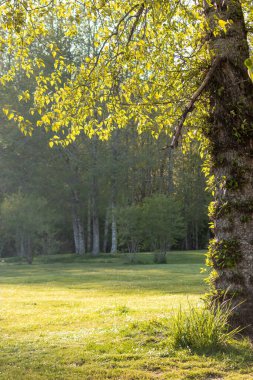 İlkbaharın sonlarında çimenli çayırların etrafındaki ormanlık