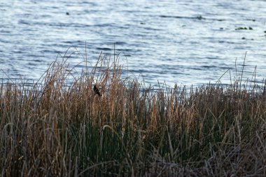 Kırmızı kanatlı karatavuk bir dala tünedi.