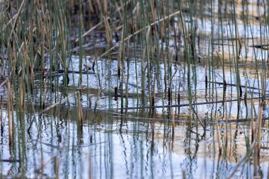 Gölün kıyısında, suyun dışında çimenler yetişiyor.