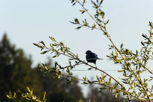 赤い翼の黒い鳥が小枝に突き刺さった — ストック写真