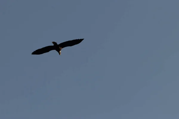 Donkere vogel silhouet tegen de donkerblauwe lucht — Stockfoto