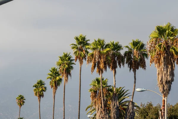 Widok palm przez okno samochodu w Kalifornii — Zdjęcie stockowe