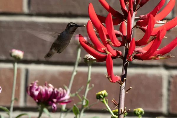 Nynnande fågel flytande och dricka från en röd blomma — Stockfoto