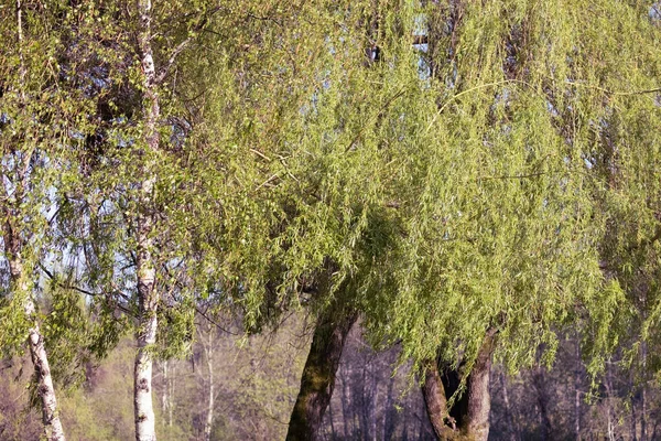 stock image Large willow tree growing in the middle of a park