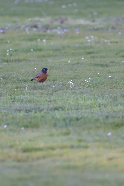 Vermelho robin hopping em torno de alguns grama — Fotografia de Stock