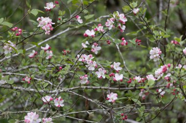 Ağaç dallarından büyüyen beyaz ve pembe kiraz çiçekleri