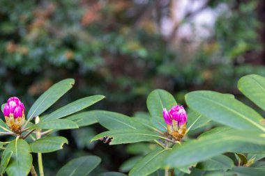 Ormanda yetişen pembe rhododendron çiçekleri.
