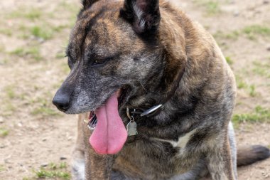 Büyük, yaşlı, çoban köpeği avluda.