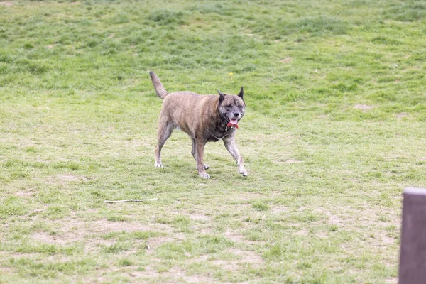 Müder glücklich hechelnder Hund auf großer Wiese — Stockfoto