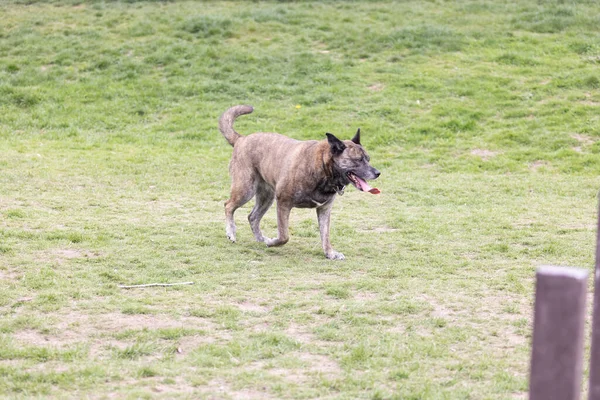 Großer Hund hechelt und verlangsamt beim Gassigehen — Stockfoto