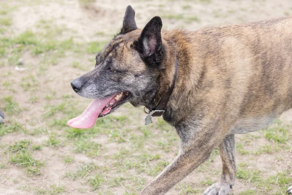 Gelukkige hond loopt uit leiband in park — Stockfoto