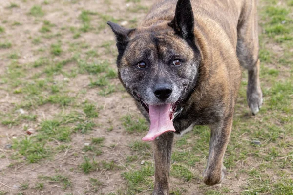 Stort leende på stor mix hund i parken — Stockfoto
