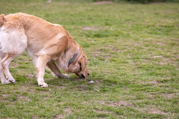 Golden Labridor Retriever senkt den Kopf, um das Gras zu riechen — Stockfoto