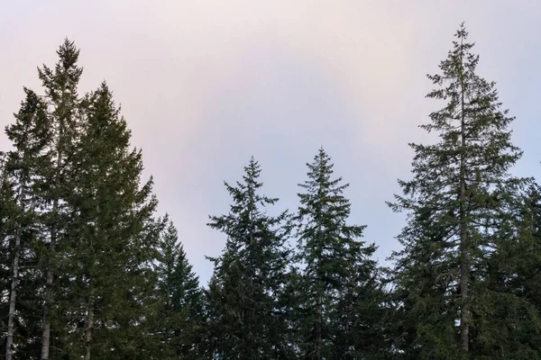 Tall trees in a forest silhouetted against sky — Stock Photo, Image
