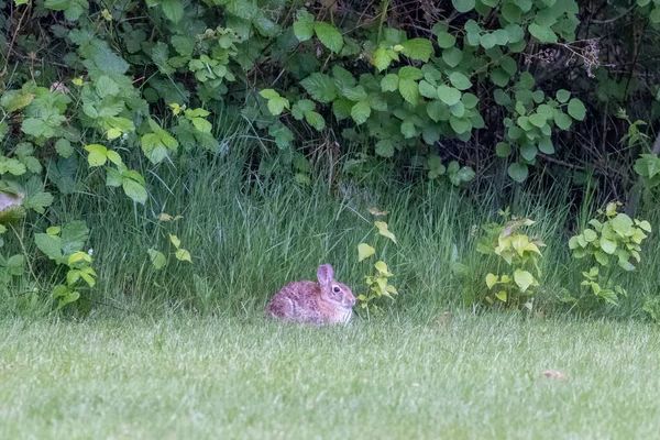 Pequeno coelho marrom fofo perto da borda de um parque — Fotografia de Stock