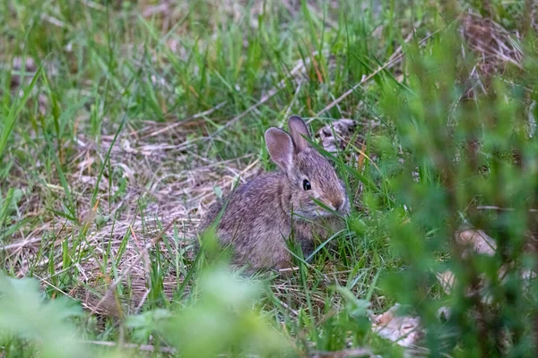 Wild bruin voorjaar konijn zitten in groen verbergen — Stockfoto