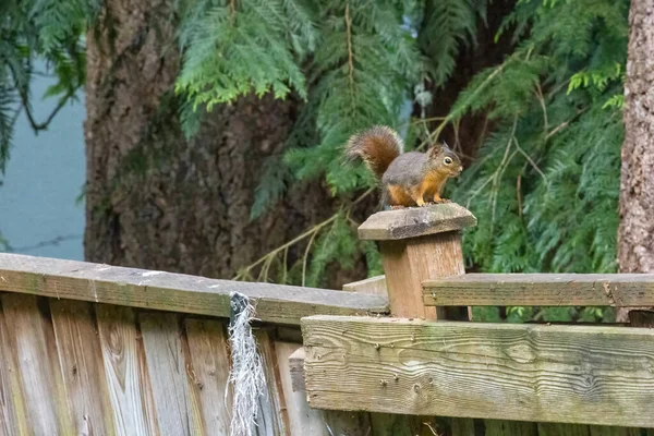 Pequeno esquilo vermelho fuzzy de pé em um poste de cerca — Fotografia de Stock