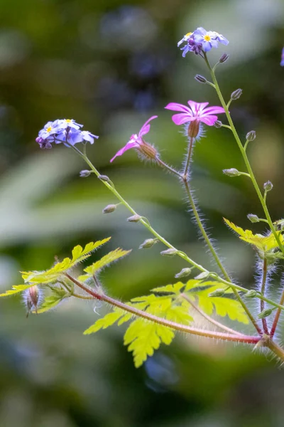 Wild blue forget me nots and pink weeds in spring — Stock Photo, Image