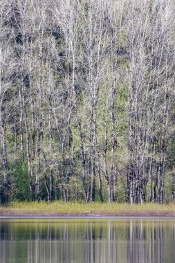 Karşı kıyıda yapraksız ağaçlar büyüyor.