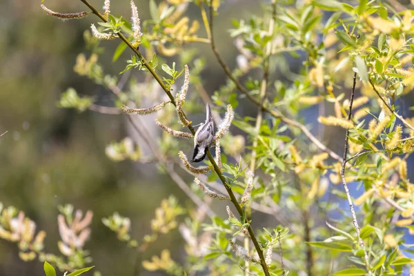 Pequeño marrón moteado canción spearows comer semillas — Foto de Stock