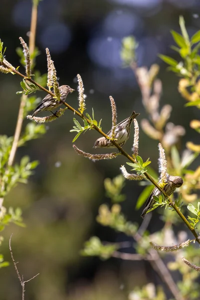 Piccolo marrone maculato canzone lance mangiare semi — Foto Stock