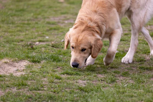Dorosły golden retriever pachnący w parku dla psów — Zdjęcie stockowe