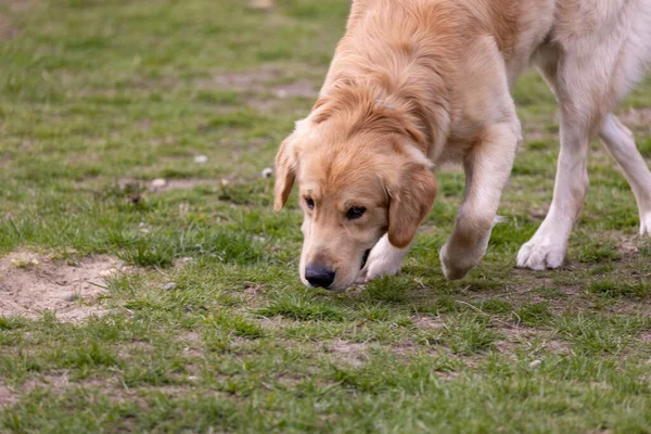 Yetişkin bir Golden Retriever köpek parkında geziniyor.