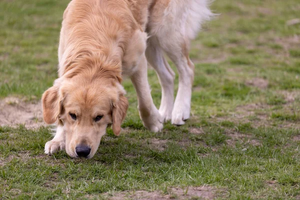 Ein ausgewachsener Golden Retriever, der im Hundepark herumdümpelt — Stockfoto