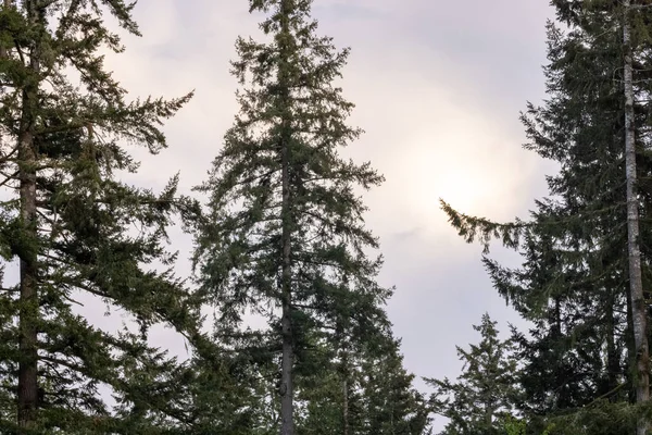 Resplandecente luz da manhã atrás do alto evergreens — Fotografia de Stock