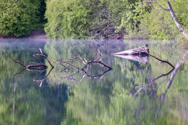 Dead tree branches sticking up from the surface — Stock Photo, Image