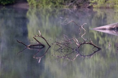 Ağaç dalları küçük yaz gölüne yansıyor